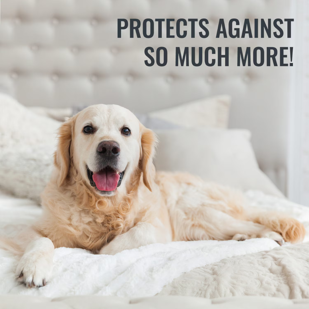A golden retriever lies happily on a neatly made bed with white bedding. Large text above reads: “PROTECTS AGAINST SO MUCH MORE!”—thanks to our DMI Waterproof Mattress Protector for extra peace of mind.
